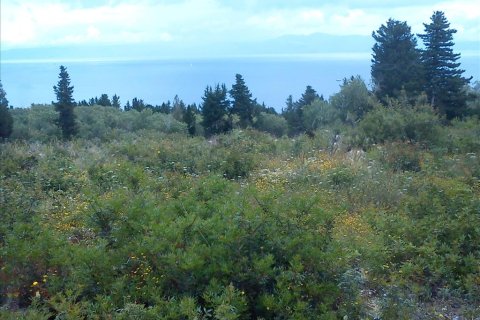 4280m² Land in Corfu, Greece No. 59175 3