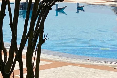 5 bedrooms Villa in Khanh Hoa, Vietnam No. 14995 11