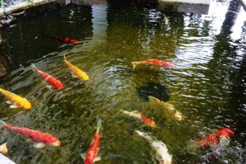 Коммерческая недвижимость в Чиангмай, Таиланд №98012 3