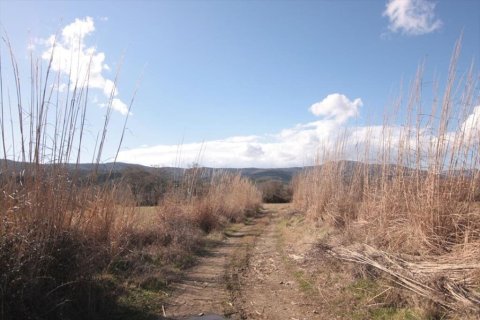 10000m² Land à Chalkidiki, Greece No. 108986 2