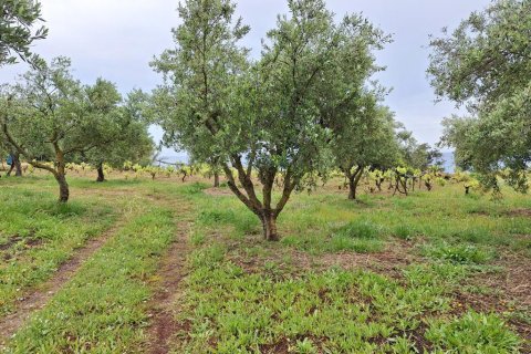 4444m² Land in Corfu, Greece No. 107997 16