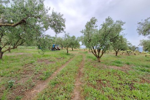 4444m² Land in Corfu, Greece No. 107997 19