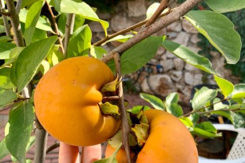 3 bedrooms Villa in Cai Rang, Vietnam No. 17693 4