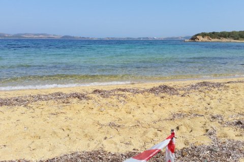 12000m² Land in Chalkidiki, Greece No. 59250 4