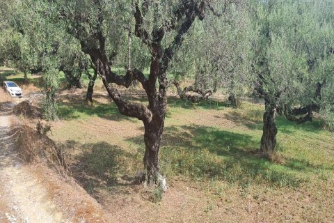 Land in Zakynthos, Greece No. 24735 17