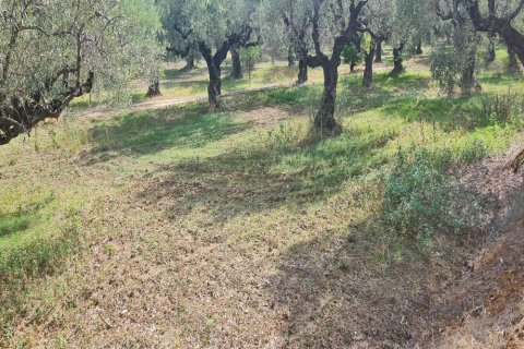 Land in Zakynthos, Greece No. 24735 12