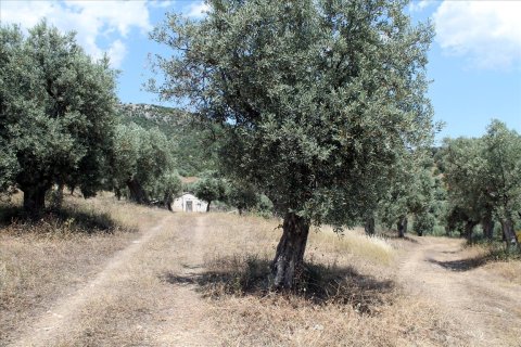 5568m² Land in Chalkidiki, Greece No. 60255 7