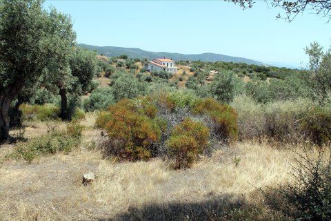 5568m² Land in Chalkidiki, Greece No. 60255 8