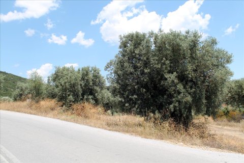 5568m² Land in Chalkidiki, Greece No. 60255 6