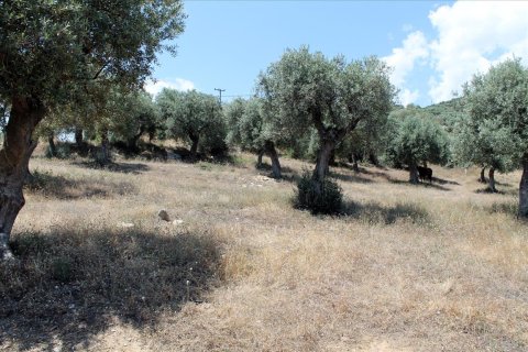 5568m² Land in Chalkidiki, Greece No. 60255 11