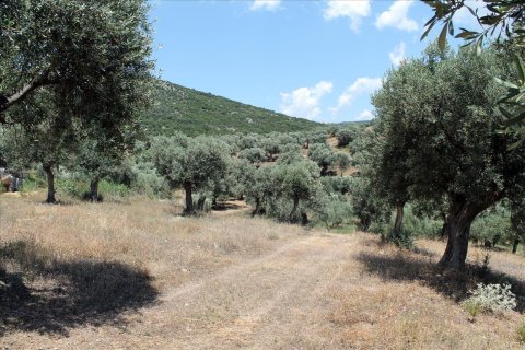 5568m² Land in Chalkidiki, Greece No. 60255 10