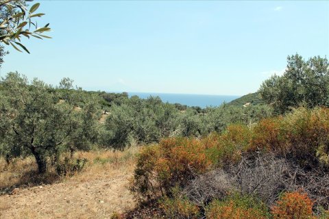 5568m² Land in Chalkidiki, Greece No. 60255 4