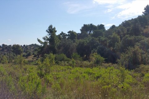 Земельный участок 9000м² в Халкидики, Греция №57983 5