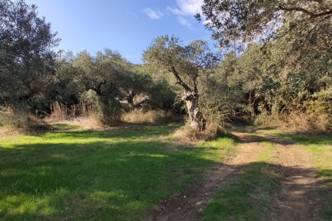 3700m² Land à Chalkidiki, Greece No. 56395 9