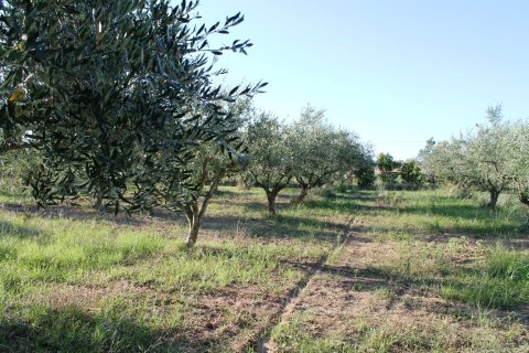 Дом с 3 спальнями в Халкидики, Греция №59580 17