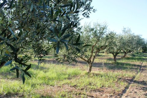 Дом с 3 спальнями в Халкидики, Греция №59580 18