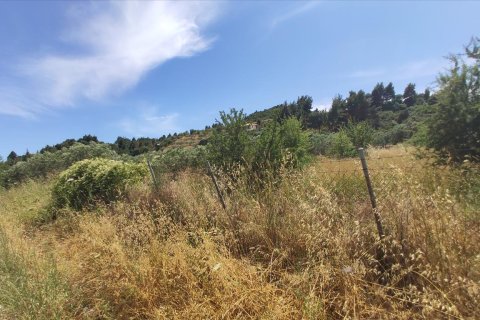 20000m² Land à Chalkidiki, Greece No. 56555 6