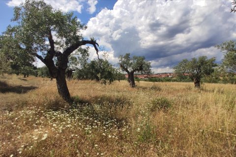 20000m² Land à Chalkidiki, Greece No. 56555 10