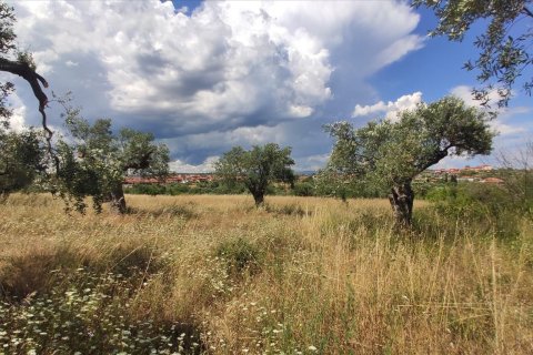 20000m² Land à Chalkidiki, Greece No. 56555 12