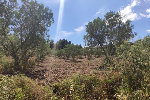 20000m² Land à Chalkidiki, Greece No. 56555 8