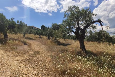 20000m² Land à Chalkidiki, Greece No. 56555 11