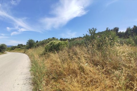20000m² Land à Chalkidiki, Greece No. 56555 5