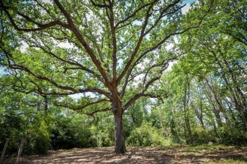 3 bedrooms Apartment in Azille, France No. 69468 16