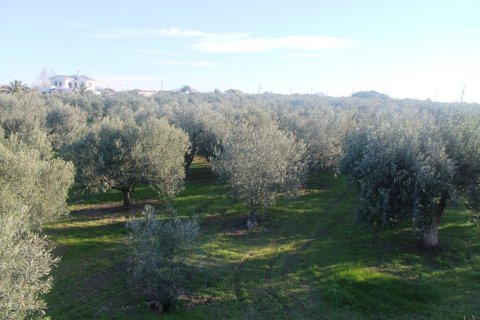 22000m² Land in Chalkidiki, Greece No. 59979 10