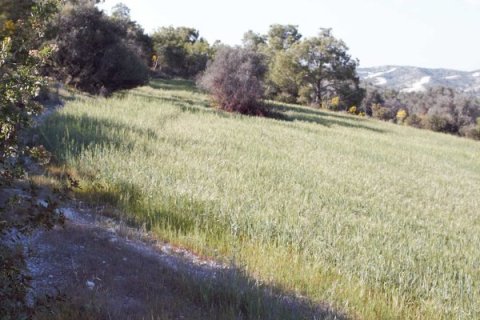 5352m² Land in Alethriko, Cyprus No. 28052 2