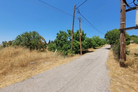 7000m² Land à Panorama, Greece No. 107486 16