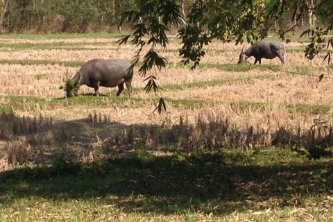 5 bedrooms House in Chiang Mai, Thailand No. 97627 14