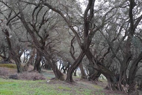 95095m² Land in Corfu, Greece No. 55316 11