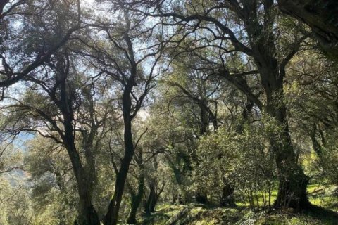95095m² Land in Corfu, Greece No. 55316 15