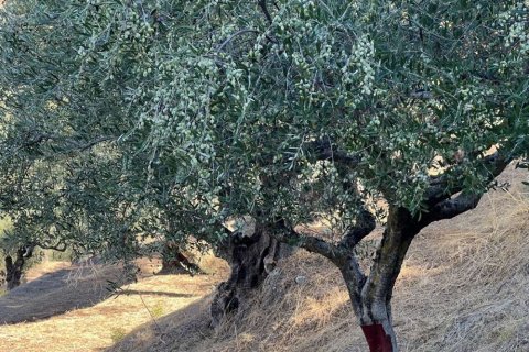 Земельный участок в Закинтос, Греция №24638 7