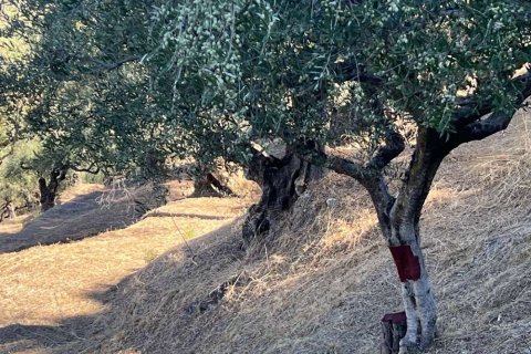 Земельный участок в Закинтос, Греция №24638 6