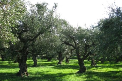 Land in Zakynthos, Greece No. 24690 6