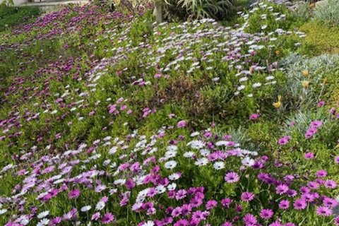 3 bedrooms Villa in Apesia, Cyprus No. 78596 9