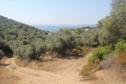10000m² Land à Chalkidiki, Greece No. 60216 5
