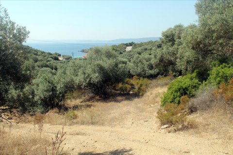 10000m² Land à Chalkidiki, Greece No. 60216 6