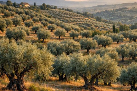 Земельный участок 9312м² в Халкидики, Греция №58786