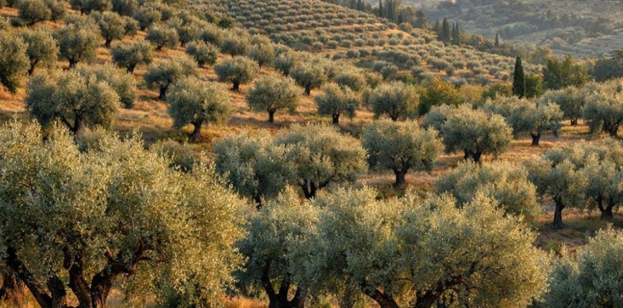 Земельный участок 9312м² в Халкидики, Греция №58786