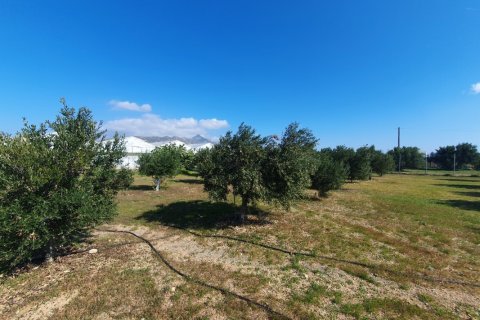 335m² Business in Ierapetra, Greece No. 55792 9