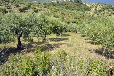 3750m² Land à Chalkidiki, Greece No. 60373 10