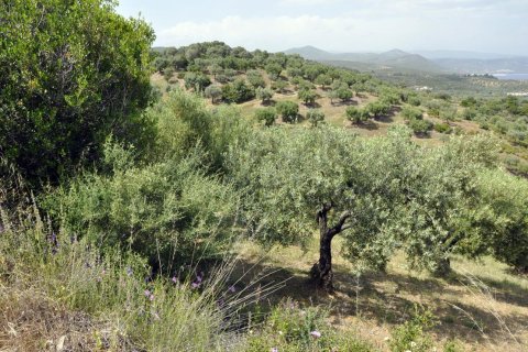 3750m² Land à Chalkidiki, Greece No. 60373 11