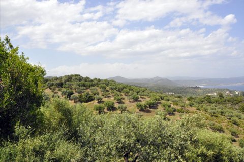 3750m² Land à Chalkidiki, Greece No. 60373 12