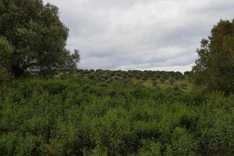 13289m² Land en Chalkidiki, Greece No. 109634 4