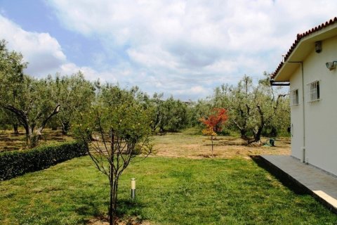 19000m² Land en Polygyros, Greece No. 54373 5