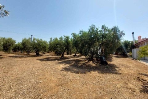 19000m² Land en Polygyros, Greece No. 54373 20