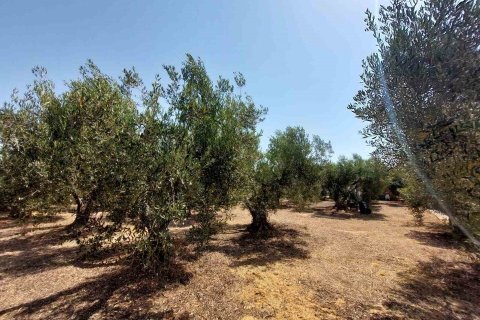 19000m² Land en Polygyros, Greece No. 54373 21