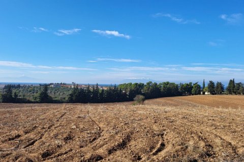 13600m² Land in Chalkidiki, Greece No. 108728 5